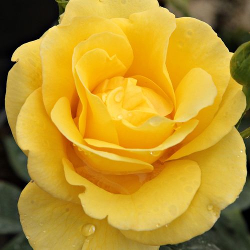 Online rózsa webáruház - virágágyi floribunda rózsa - sárga - Rosa Goldbeet - nem illatos rózsa - Werner Noack - Csoportos élénkszínű virágok, valamint különböző stádiumú folyamatos virágzás jellemzi.